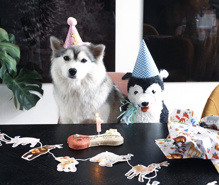 Geusjes eerste verjaardagsfeestje