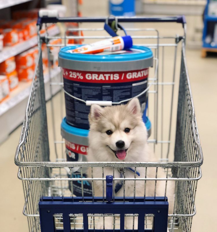 Geschikte woonruimte voor een Pomsky en onze verhuizing