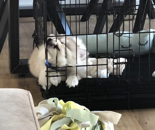 Puppy in bench