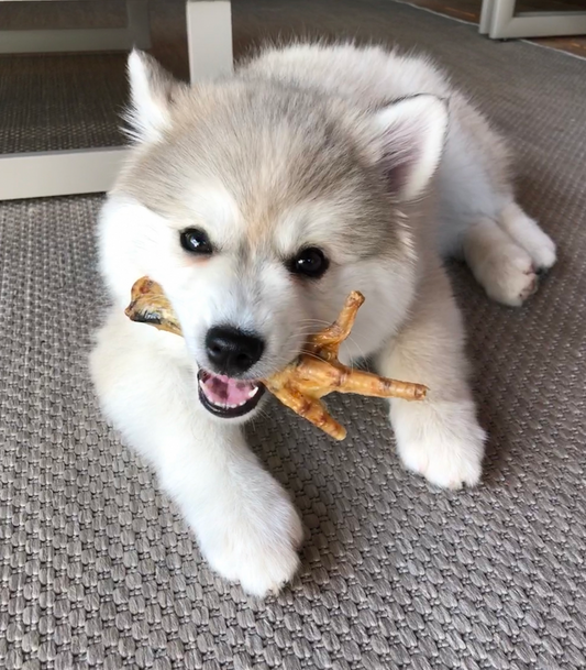 Pomsky puppy met kippenpoot