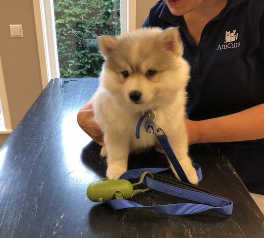 Pomsky puppy check bij dierenarts