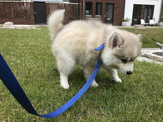 Poepende Pomsky