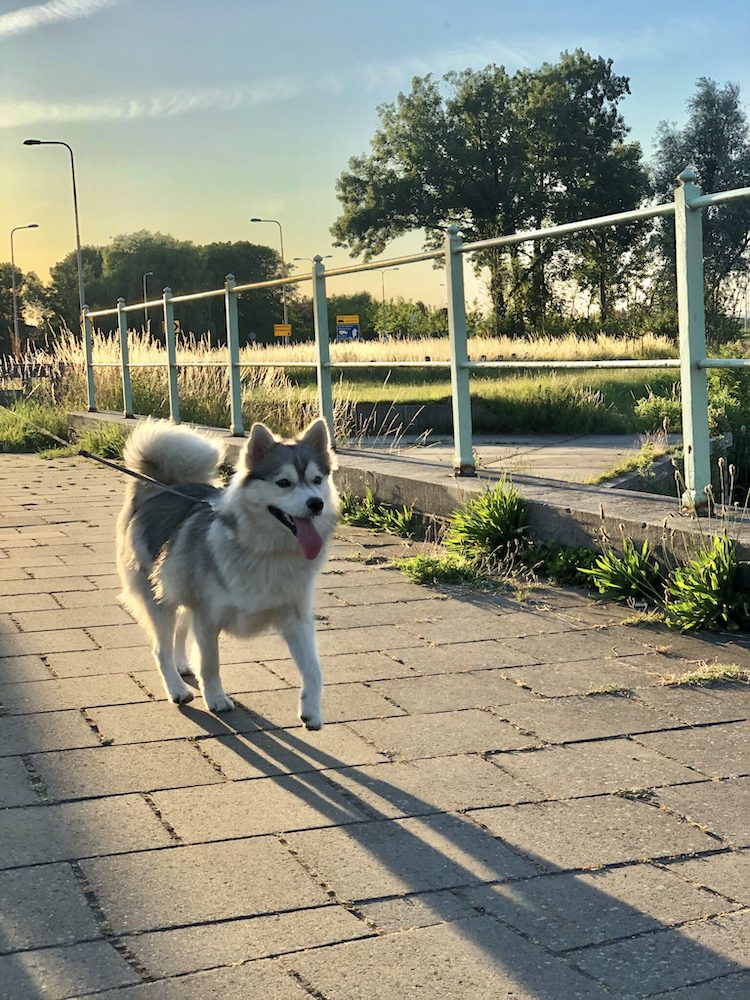 Geusje wandelend in Brielle