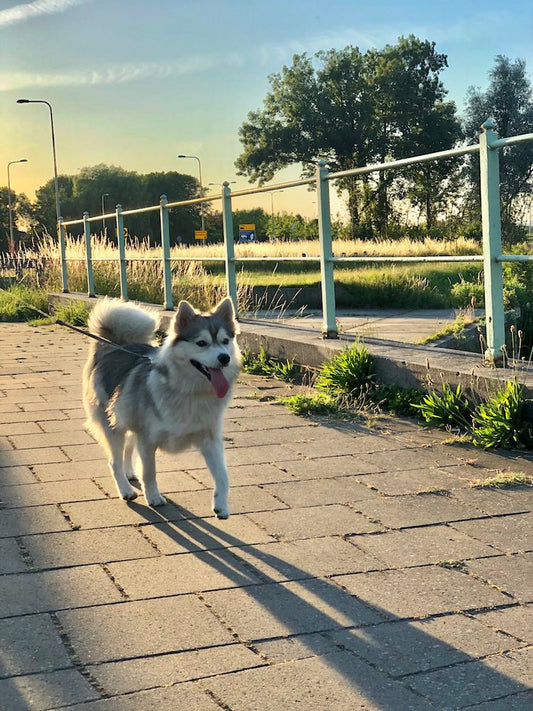 Geusje wandelend in Brielle