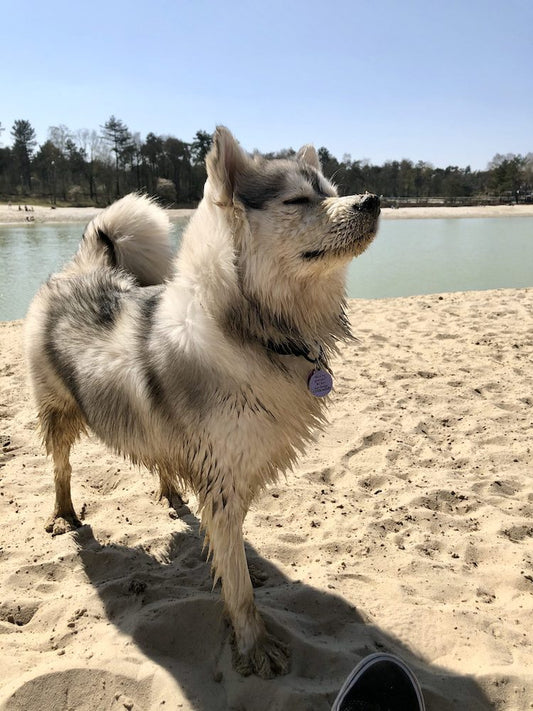 Pomsky Geusje op de Bergse Heide in Bergen op Zoom