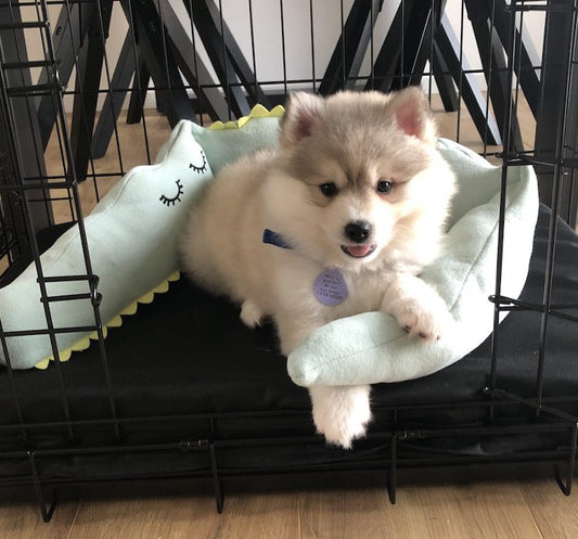 Pomsky puppy in bench