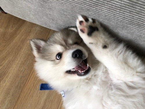 Pomsky puppy op haar rug