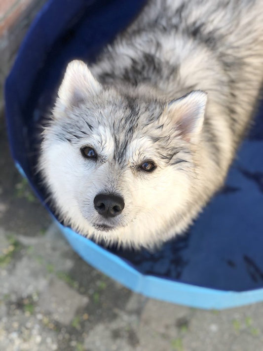 Pomsky hond in een hondenbad