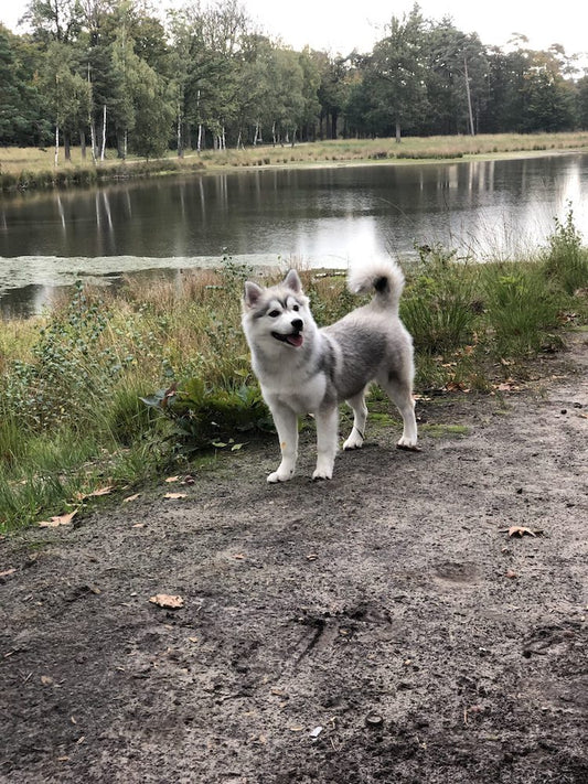 Pomsky in het Mastbos in Breda