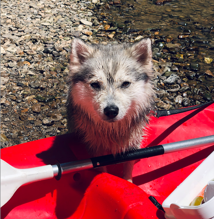 Kajakken met je hond in de Ardennen