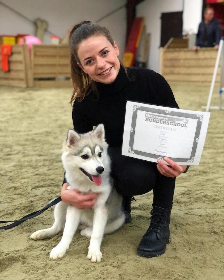 Pomsky geslaagd op puppy cursus