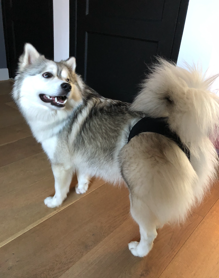 Loopse pomsky teef