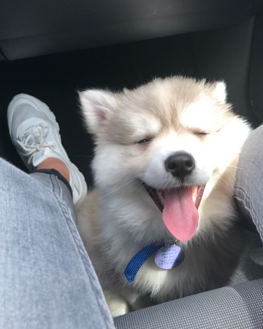 Je Pomsky meenemen in de auto!