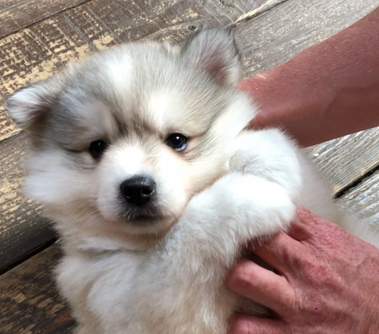 Pomsky puppy