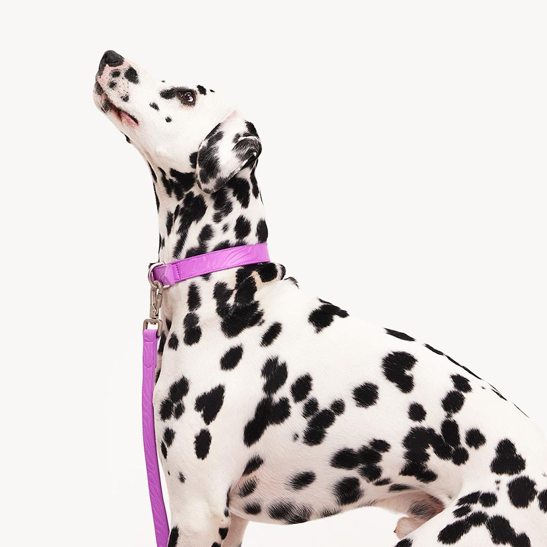 DOGGUO - Vegan Leather Leash - Zebra - Purple