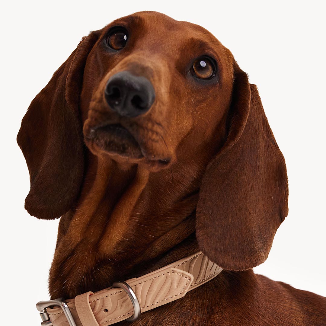 DOGGUO - Vegan Leather Collar - Zebra - Beige