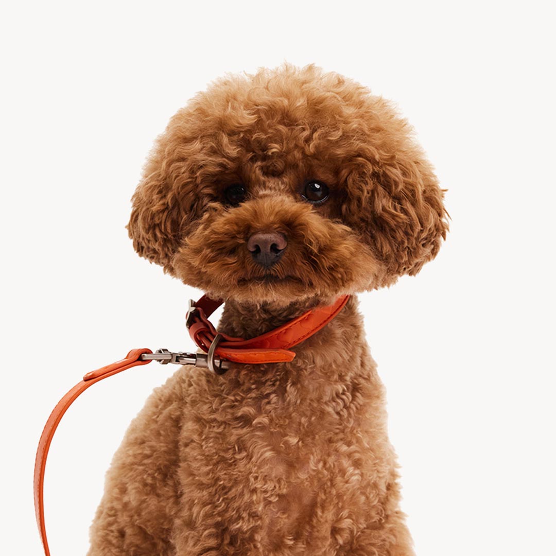 DOGGUO - Vegan Leather Collar - Heart - Orange