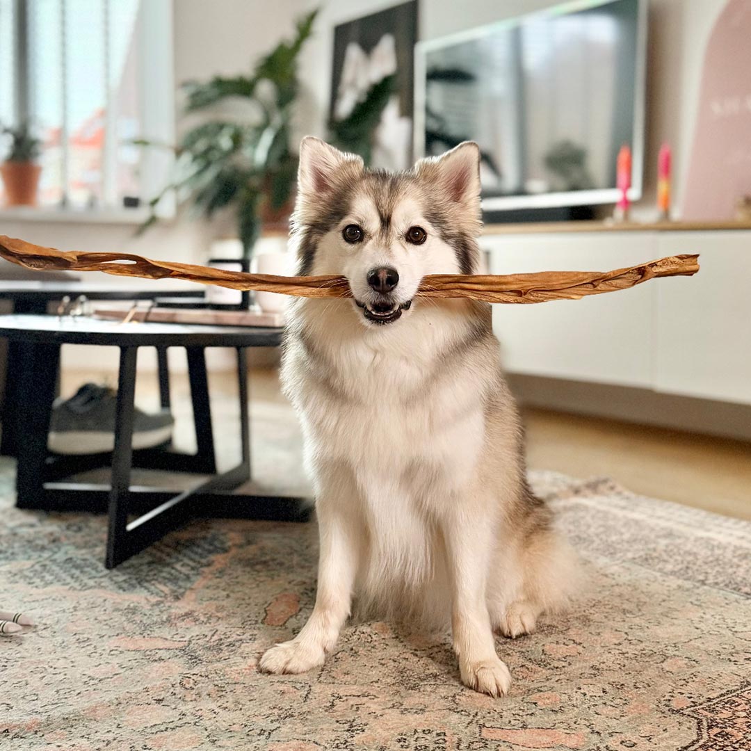 Kivo Petfood - Paardenkophuid lang - 1 stuk - XL