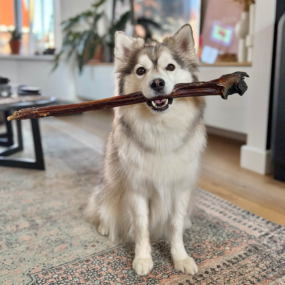 Tendon de cheval - 1 pièce - XL