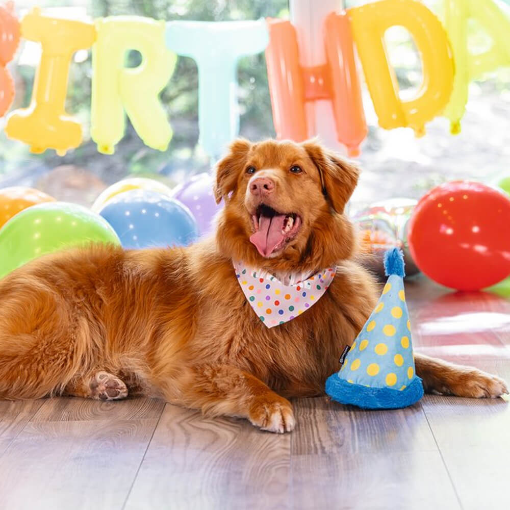 Beeztees - Party Feestmuts (22 cm)