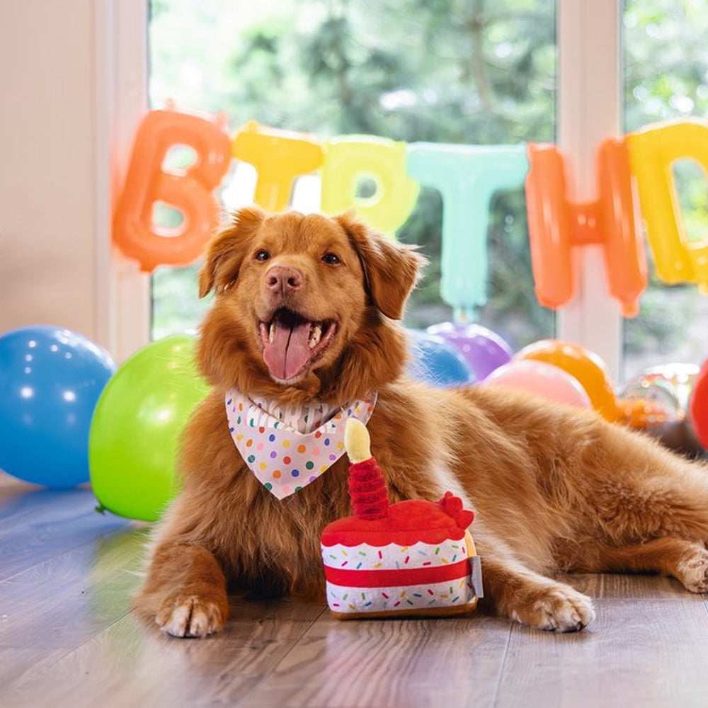 Beeztees - Party Taart (19 cm)