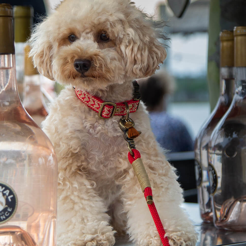 Rockxdogs - (Handsfree) Looplijn Red Delicious