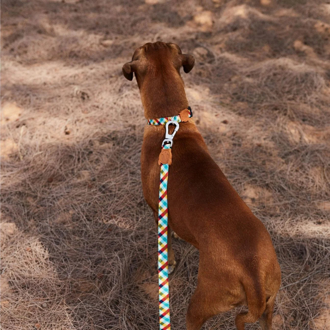 Zee.Dog - Halsband Phantom