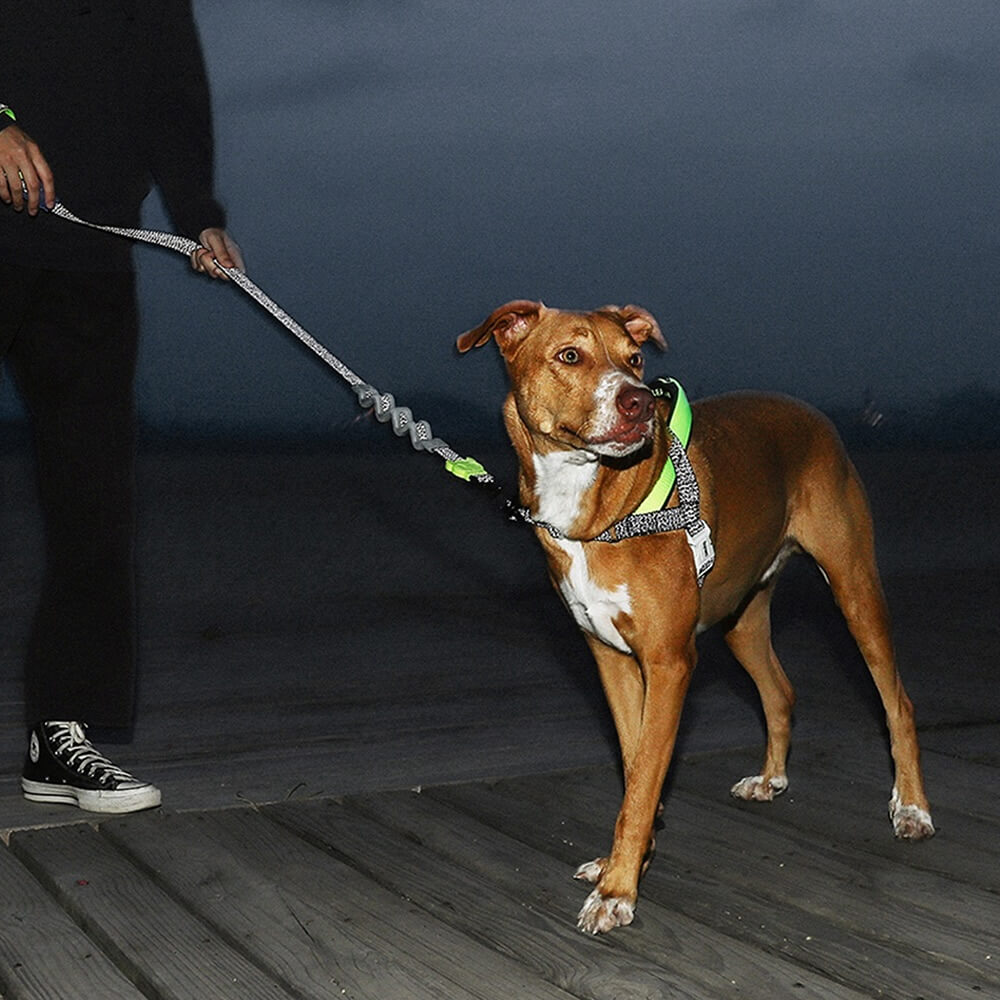 Zee.Dog - Ruff Riem Nox