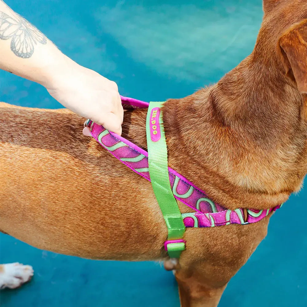 Zee.Dog - H3D Jelly Softer Walk harnas