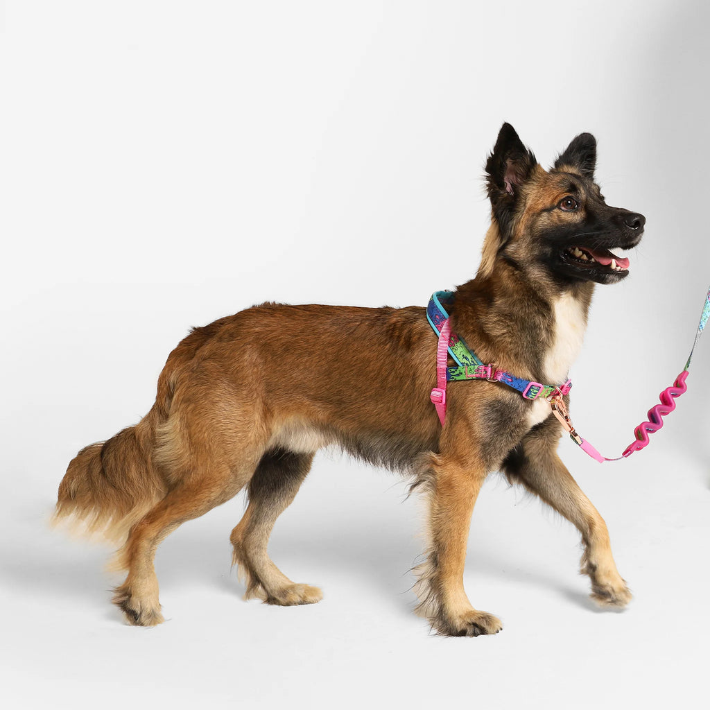 Zee.Dog - Melted Softer Walk harnas