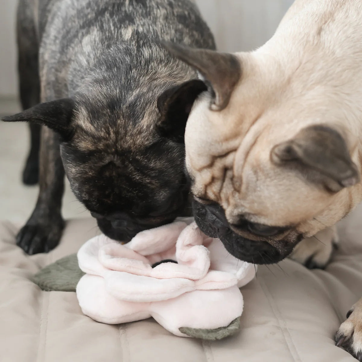 Lambwolf Collective - Klaproos