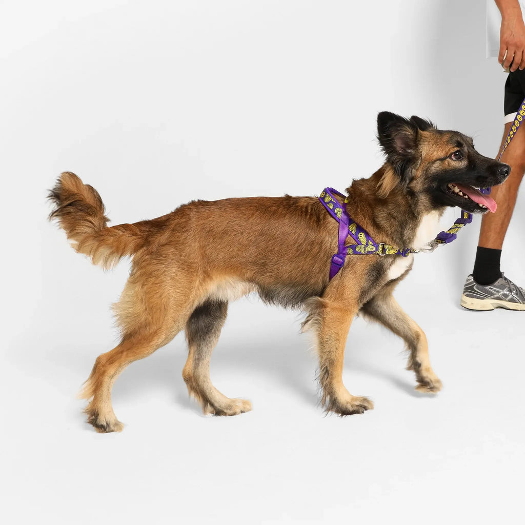 Zee.Dog - Zmiley Softer Walk harnas