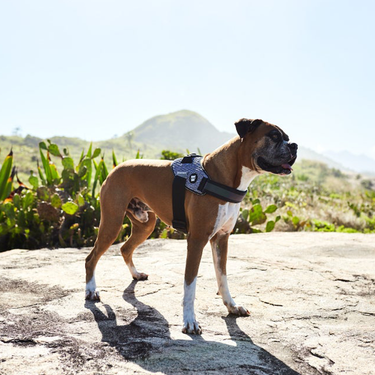 Zee.Dog Fly-harnas Urban